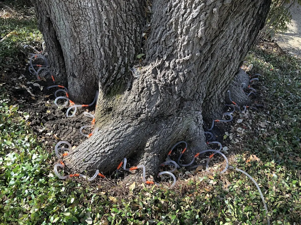 Detailed Tree Cabling and Bracing job site in Mar Lin